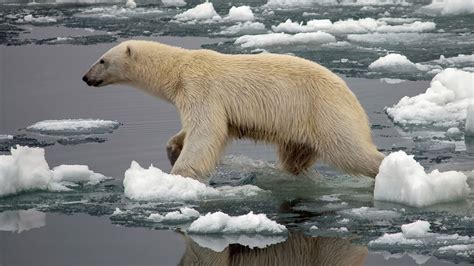 Polar bears can't hibernate their way out of starvation | Science | AAAS