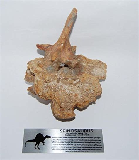 Brought to you by Avarsha.com: This is a large Spinosaurus vertebra ...