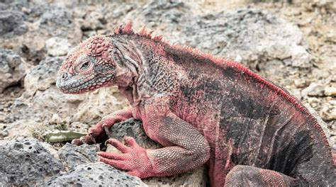 The Galapagos Pink Land Iguana - Conolophus Marthae Pink Iguanas