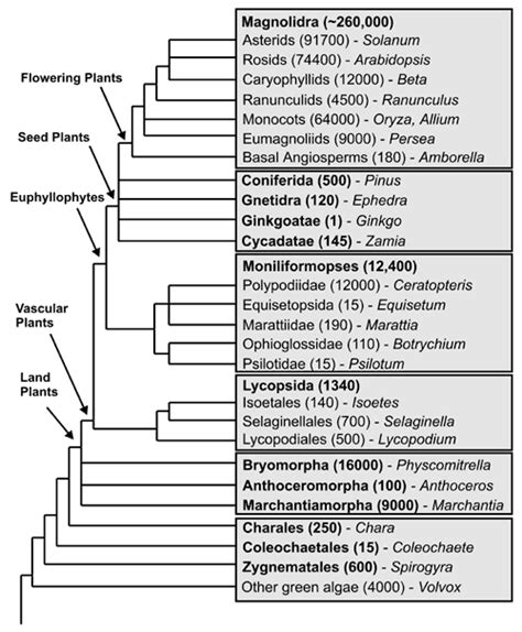 plant phylogeny