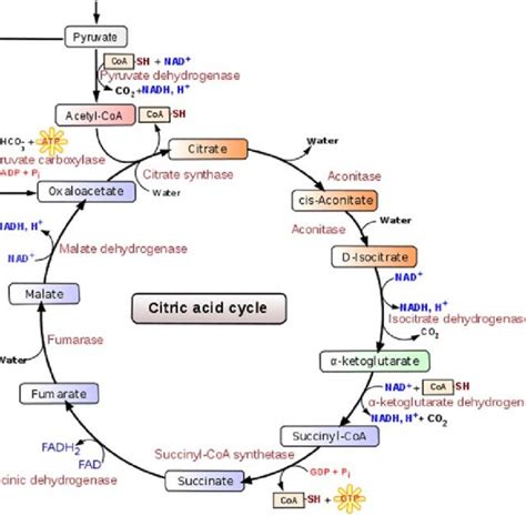 The enzymes of the Krebs cycle with their reactants, products ...