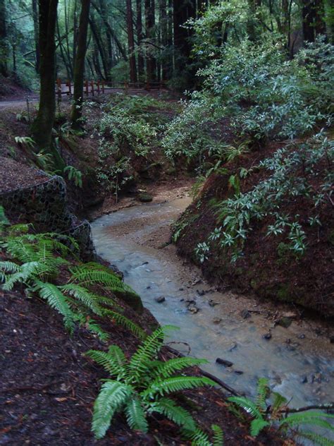 Redwood Regional Park - Oakland - LocalWiki