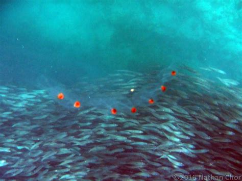 Sardine run | Millions of sardines off Panagsama beach, Cebu… | Flickr