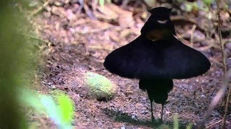 BBC Planet Earth - Birds of Paradise mating dance - YouTube