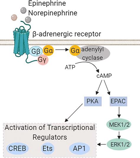 The β-adrenergic signaling pathway. Catacolamines, epinephrine and ...