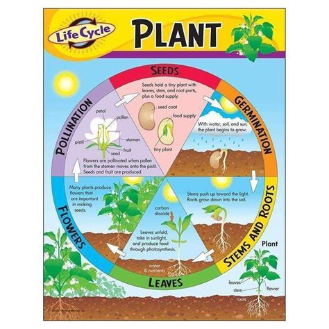 Chart life cycle of a plant k-3 | Life cycles, Plant science, Plant lessons