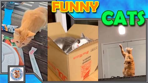 Laugh with this funny cat compilation! #021 Comment your favorite ...