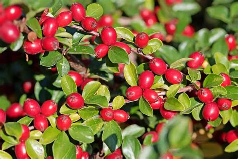 20 Edible and Non-Edible Red Berries You Need to Know - Smart Garden ...