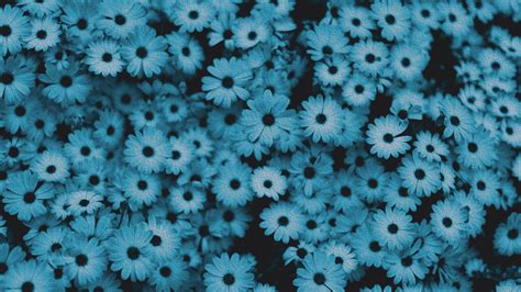 Blue Flower Aesthetic Desktop Wallpapers on WallpaperDog