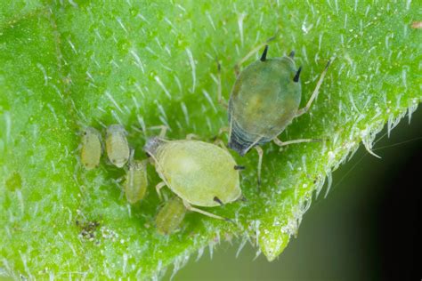 How To Get Rid of Aphids on Tomato Plants - Tomato Bible