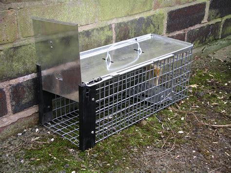 File:Rat cage trap 3y08.JPG - Wikipedia