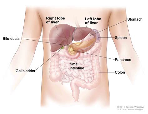 Location Of The Pancreas In The Human Body | MedicineBTG.com