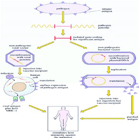 The antigen-antibody reaction. Source: OpenEducation... | Download ...