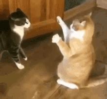 Funny Cat GIFs | Tenor