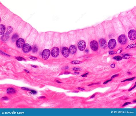 Simple Columnar Epithelium Is A Columnar Epithelium That Is Uni-layered ...