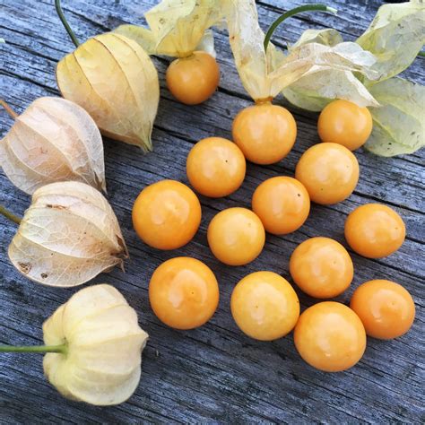 Cape Gooseberry – Truelove Seeds