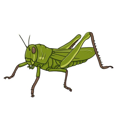 How to Draw a Grasshopper - Easy Drawing Art