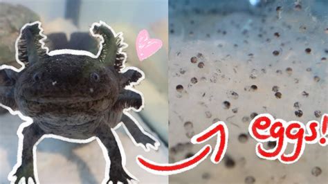 How many eggs do axolotls hatch? : shalfeiのblog