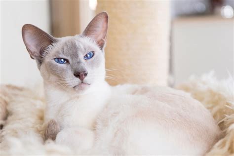 Lilac Point Siamese Cat: Info, Facts, Traits, Pictures & FAQs