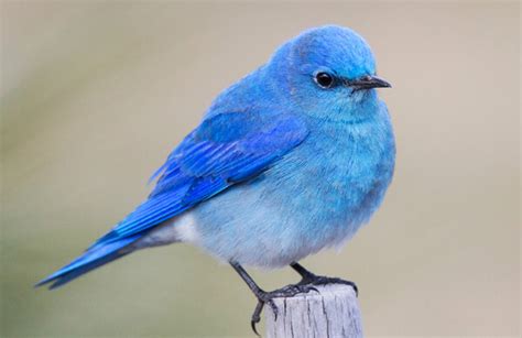 Female Mountain Bluebird Flying