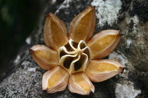 Seed Pod | A seed pod from a tree at Limahuli Gardens | Dennis Westlind ...