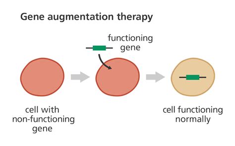 Rachel's Blog of Science: Extra Credit: Gene Therapy