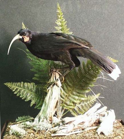 New Zealand Huia #Extinct | Prehistoric animals, Bird taxidermy, Taxidermy