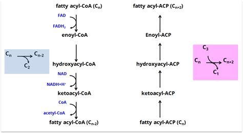 Fatty Acid Synthesis