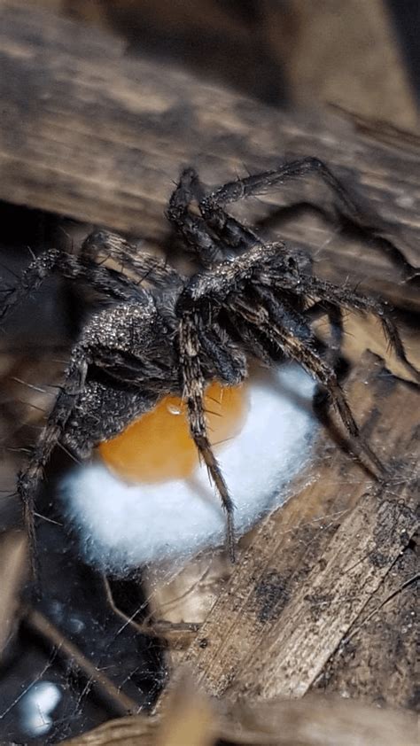 Wolf spider laying eggs. : r/spiders