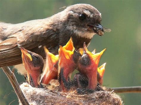 Mama Birds Feeding Baby Birds: 8 Heart Warming Photos | Bit Rebels