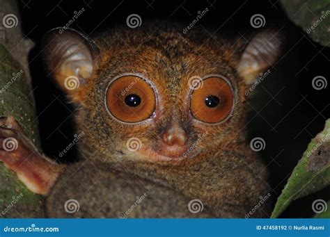 Close Up Eyes of the Western Tarsier Stock Photo - Image of close ...