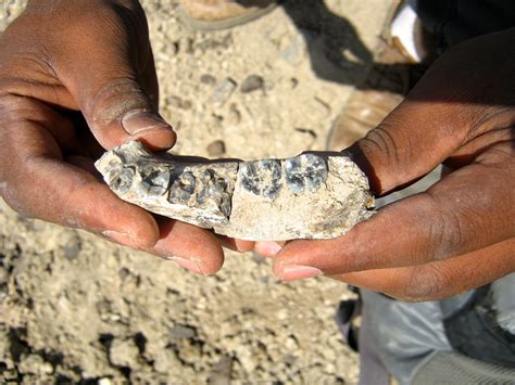 Descoberto o mais antigo fóssil humano com 2,8 milhões de anos ...