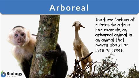 Arboreal Animals Images