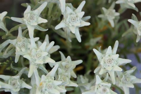 Free stock photo of edelweiss, field, flower