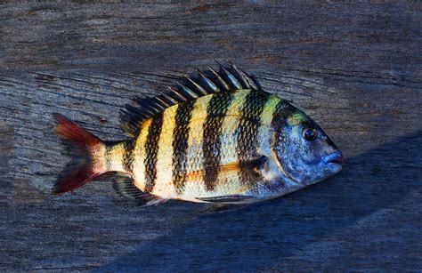 Sheepshead Fish Photograph by Laura Fasulo