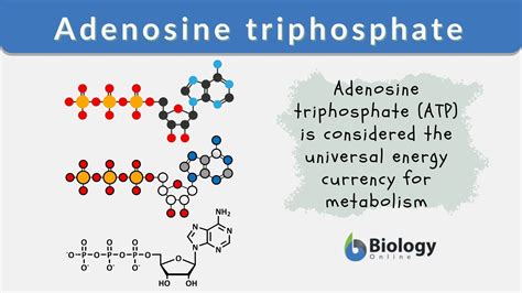 Adenosine triphosphate - Definition and Examples - Biology Online ...