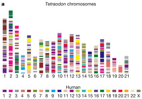 Illustrations - Human Genome Project