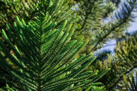 Growing and Caring for Norfolk Island Pine