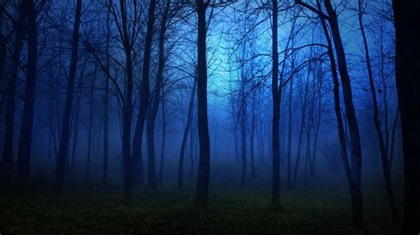 🔥 Free Download Forest At Night Background Hd Wallpaper Image by ...