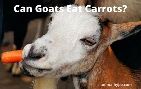 Can Goats Eat Carrots? - Animal Hype