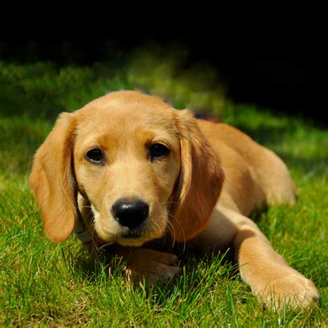 Spanador Dog Breed Facts - Traits - Health info | Vets Choice | Vets Choice