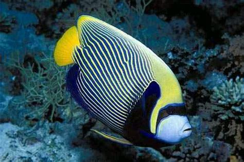 1000+ images about Saltwater Fish on Pinterest | Emperor, Connecticut ...