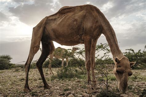 Milk, meat and might: in Somalia, 'the camel is king'