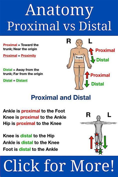 Anatomy Directional Terms Drawings: Proximal vs Distal Notes, Examples ...