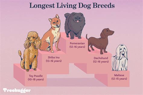 Dog Longest Lifespan | vlr.eng.br