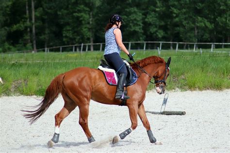 How to Pick Your Perfect Dressage Horse - Horse Rookie