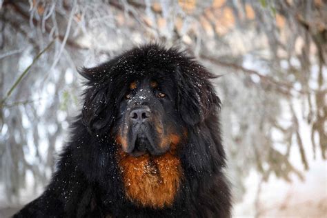 Tibetan Mastiff: Dog Breed Characteristics & Care