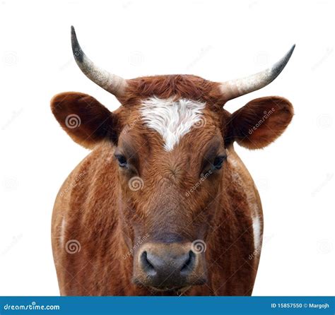 Ayrshire Cow with Horns stock photo. Image of agriculture - 15857550