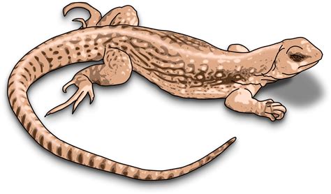 Cute clipart reptile, Cute reptile Transparent FREE for download on ...