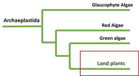 Phylogenetic Tree for Archaeplastida made by Layla Khalili. Made with ...